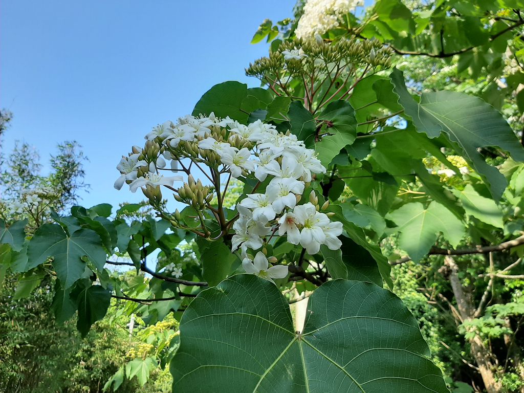 1 新北桐花開了