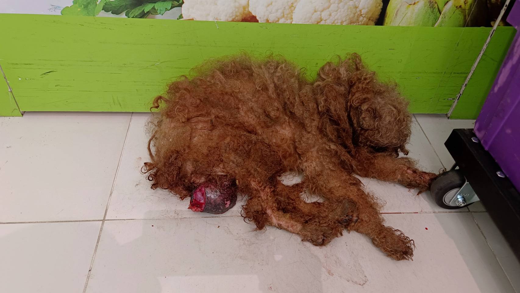 1 民眾通報貴賓犬下腹部受傷滲血