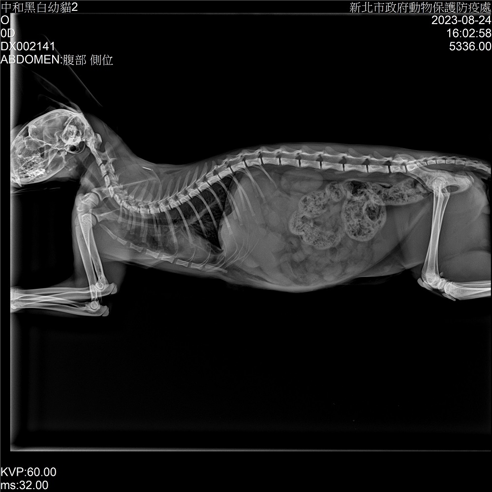 1.手術後，小貓的呼吸已恢復正常，再進行x光檢查，結果顯示橫膈的邊界出現，肝臟也回到原本的位置
