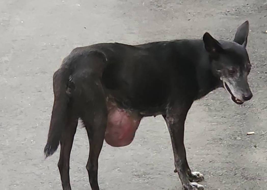 1.背負巨瘤小黑