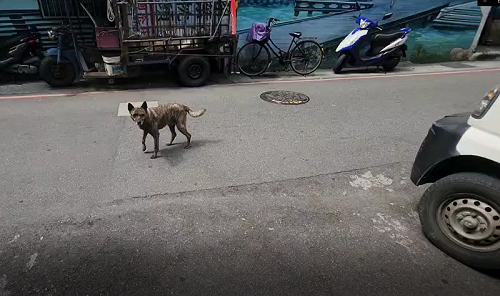 1+丁姓飼主習慣讓犬隻在外遊蕩