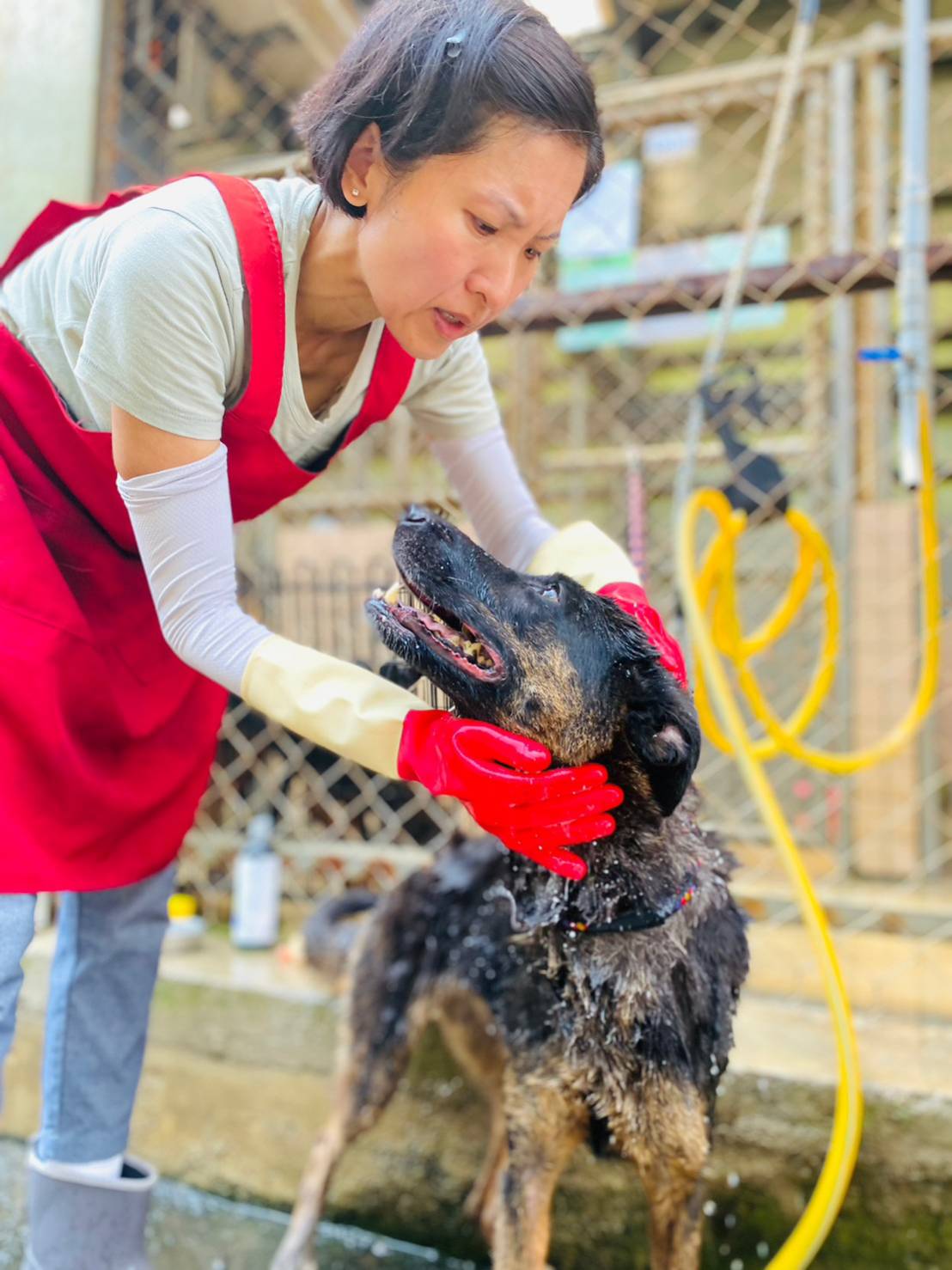 1志工王福賢小姐為動物之家犬隻洗澡