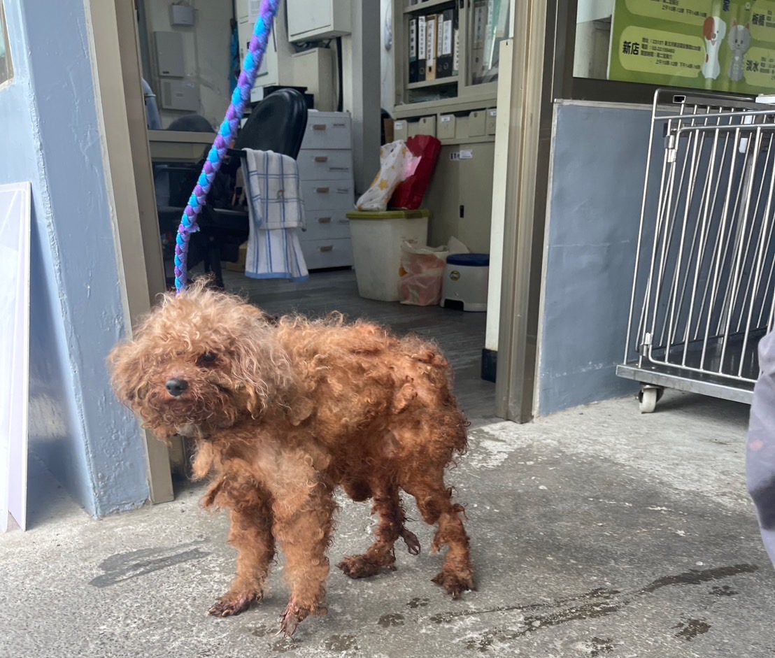 2 貴賓犬疑似遭棄養在外流浪