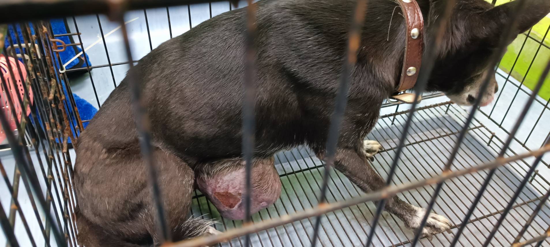 2.腫瘤已滲血破裂