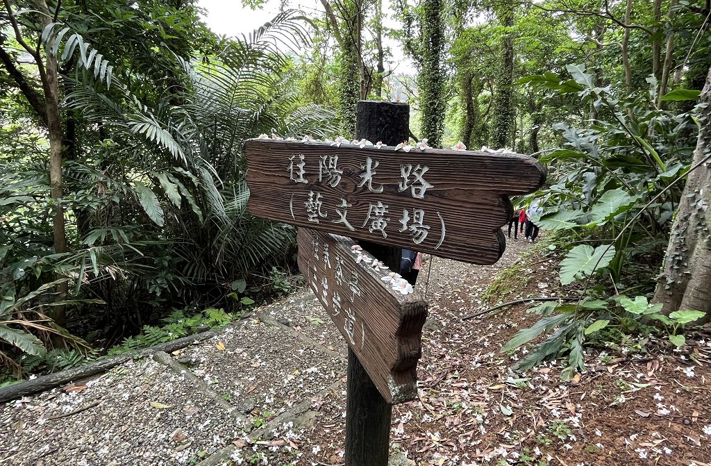 2、三芝區賞桐步道