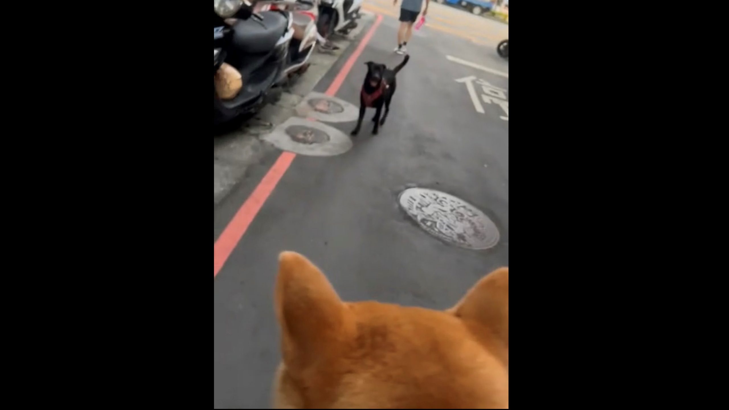 2+小黑與柴犬狹路相逢