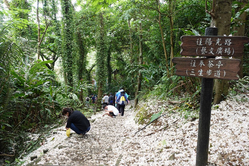 3 三芝一桐旅行趣賞桐 雪毯集桐花