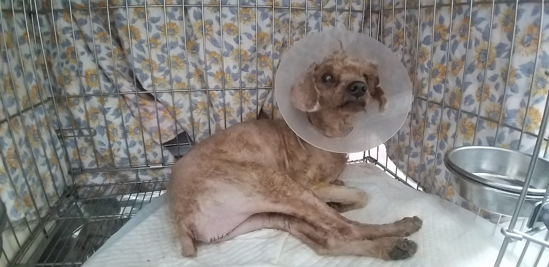 3 腫瘤過大致阿貴坐下行走困難