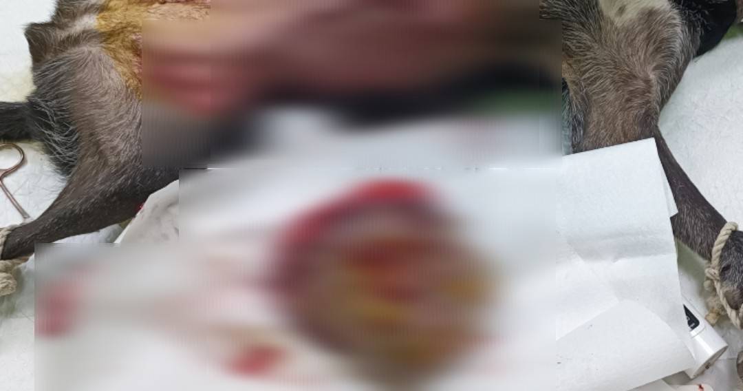 3.手術完成
