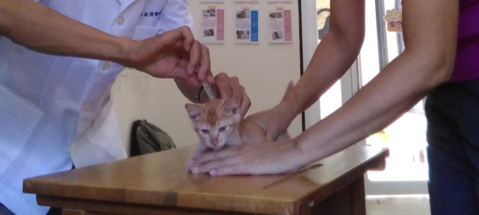 3每年定期疫苗注射可提升毛寶貝對抗疾病能力並持續維持動物健康