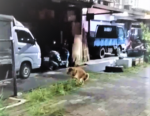 3+犬隻疏縱隨地便溺造成環境髒亂