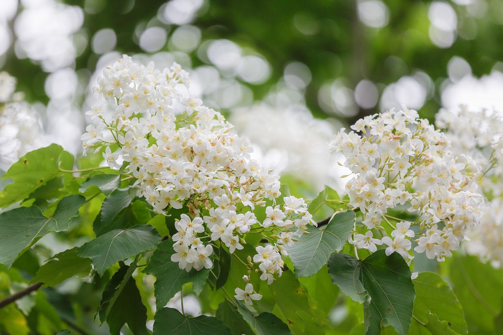 4、深坑區萬福生態公園桐花開了