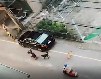 4+犬隻疏縱追車造成交通危險