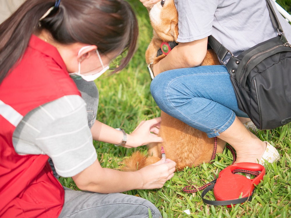 5.9月16、17日新北大都會公園舉辦的pretty狗walk活動，獸醫師幫犬隻施打狂犬病疫苗