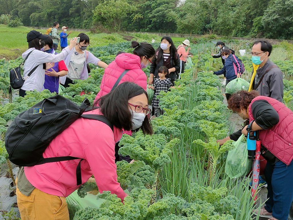6、鶯歌區「桐遊鶯歌樂陶陶」民眾體驗農事，採摘有機羽衣甘藍