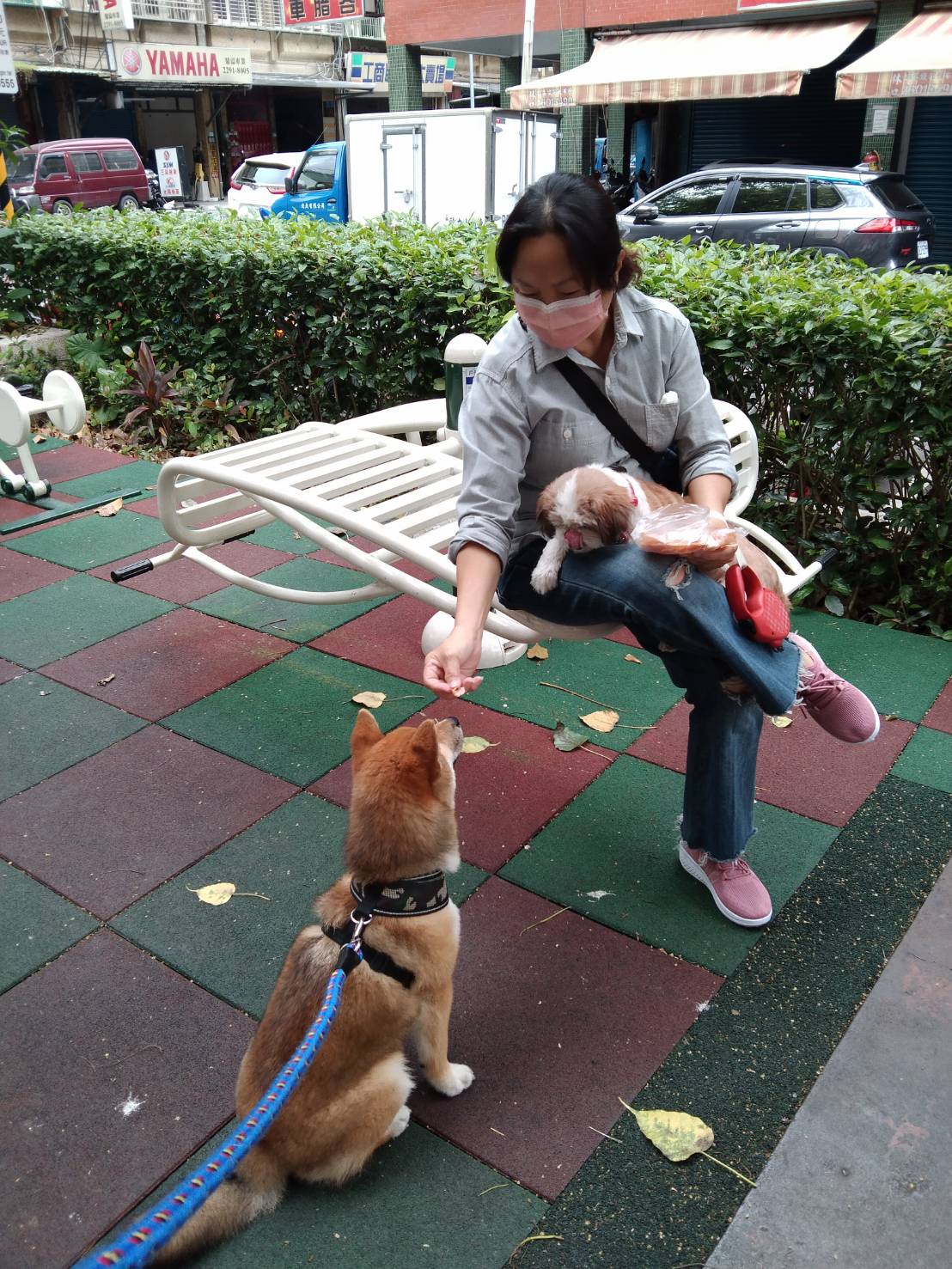 6未來希望柴哥可以轉型成為社區服務犬，更進ㄧ步地為人類服務