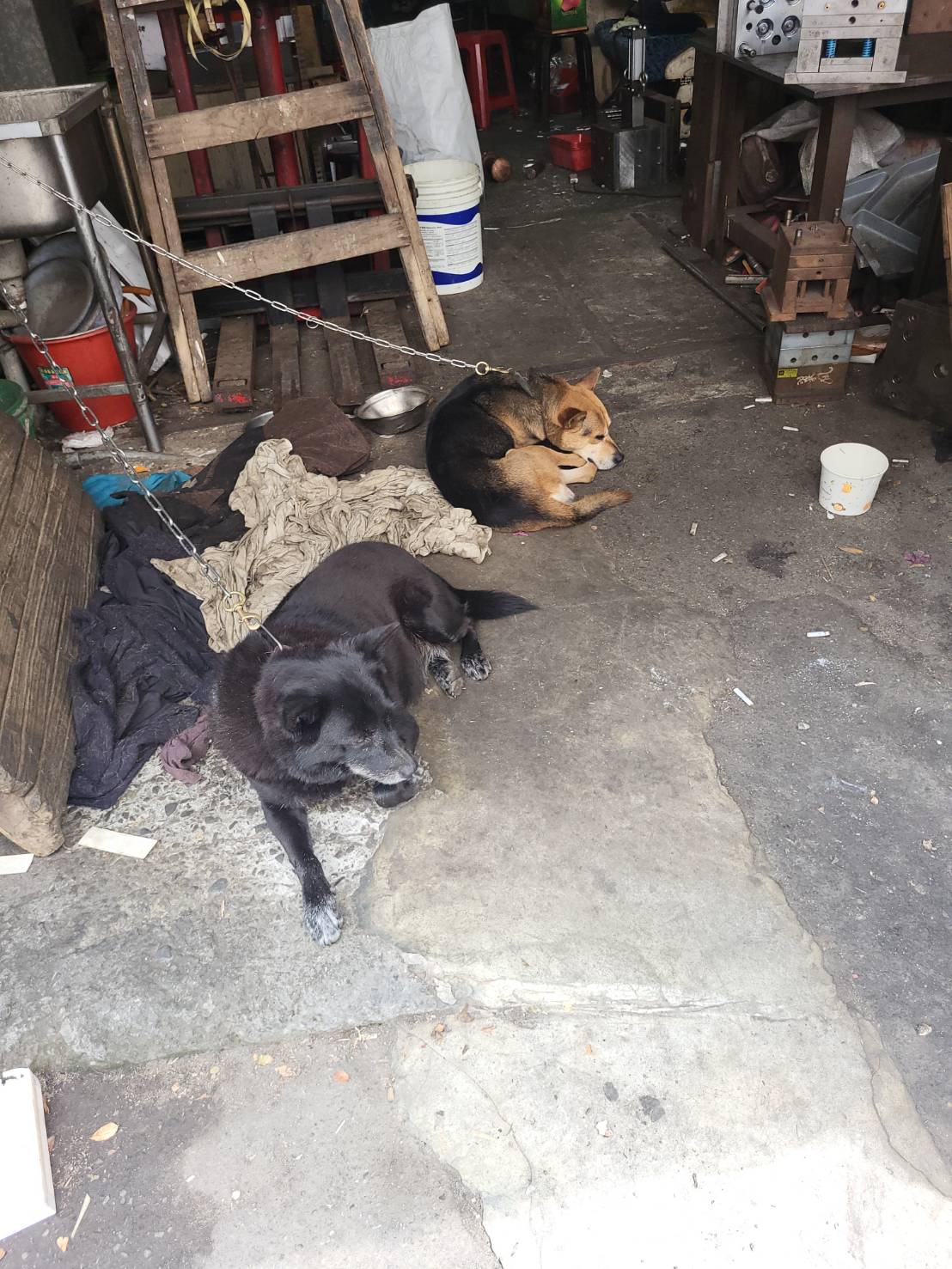 6+犬隻於公共場所要繫繩避免疏縱