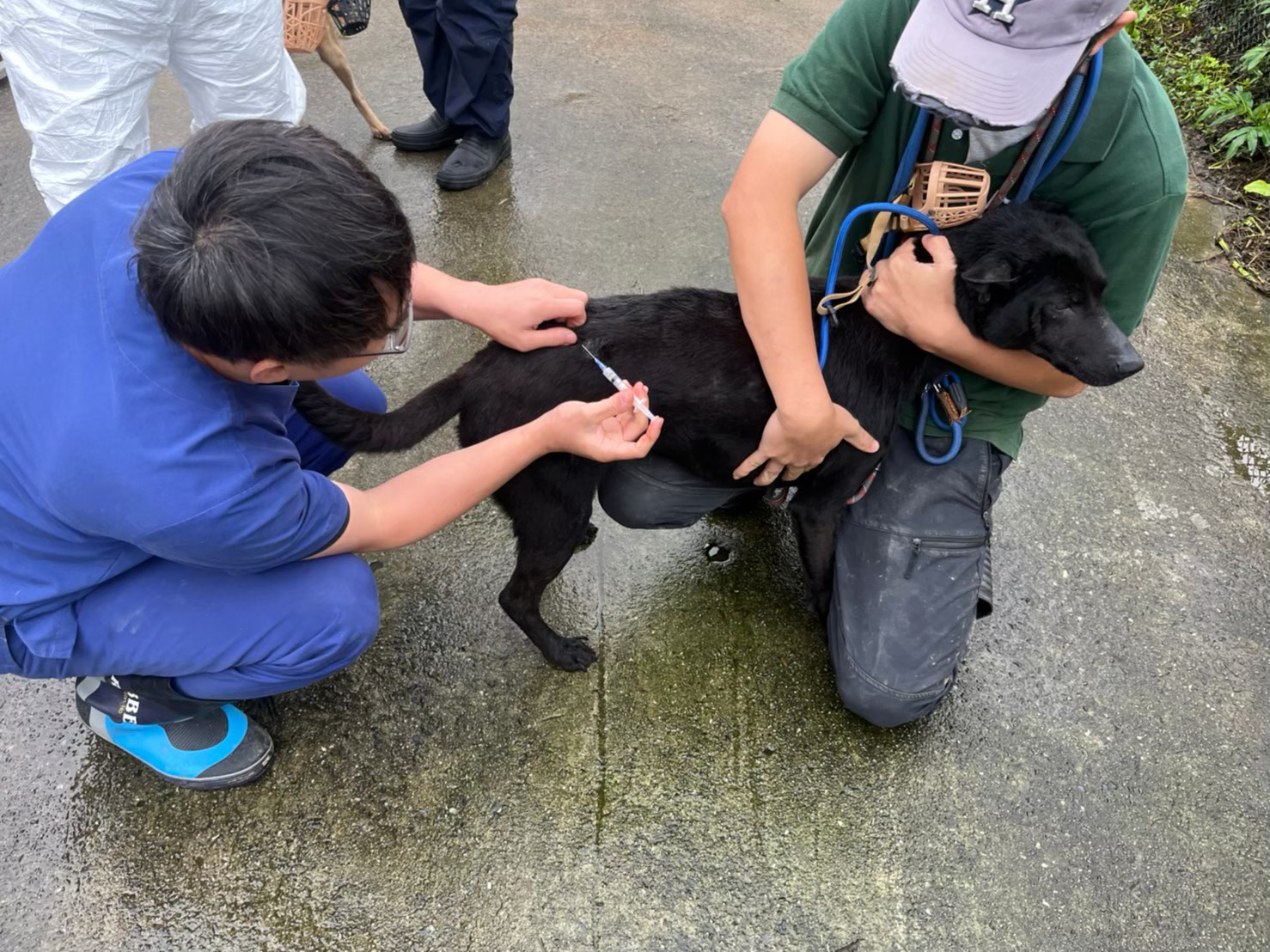 6犬隻預防注射