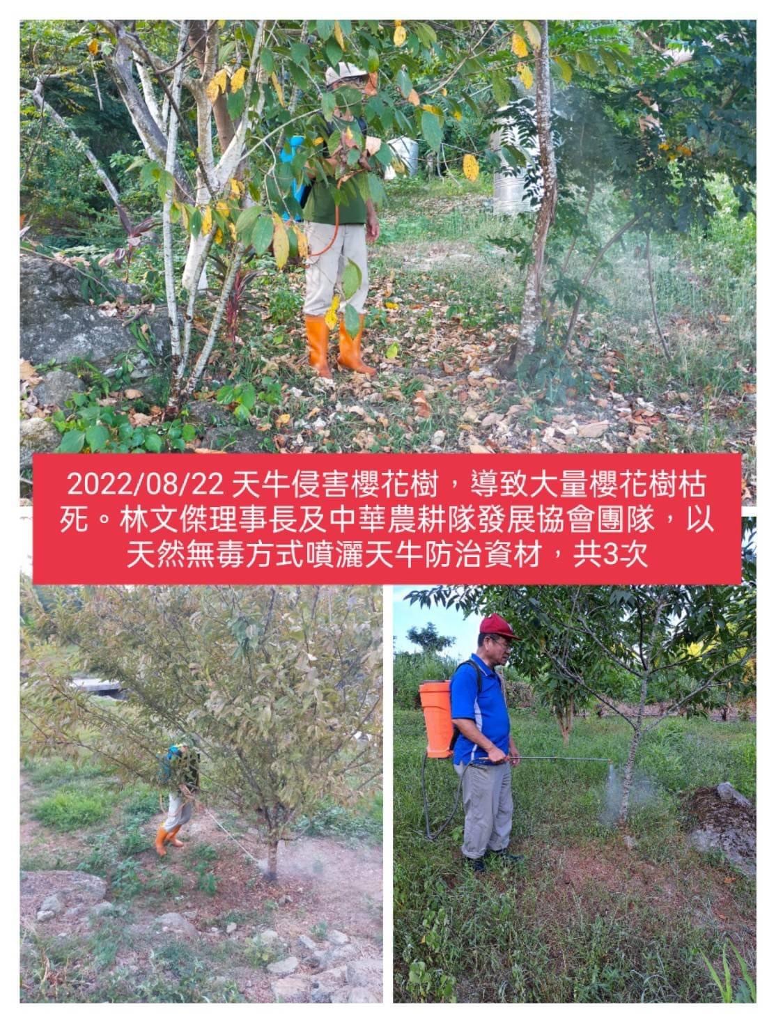 把愛傳出去》林文傑妙手回春-再度救援花蓮櫻花樹
