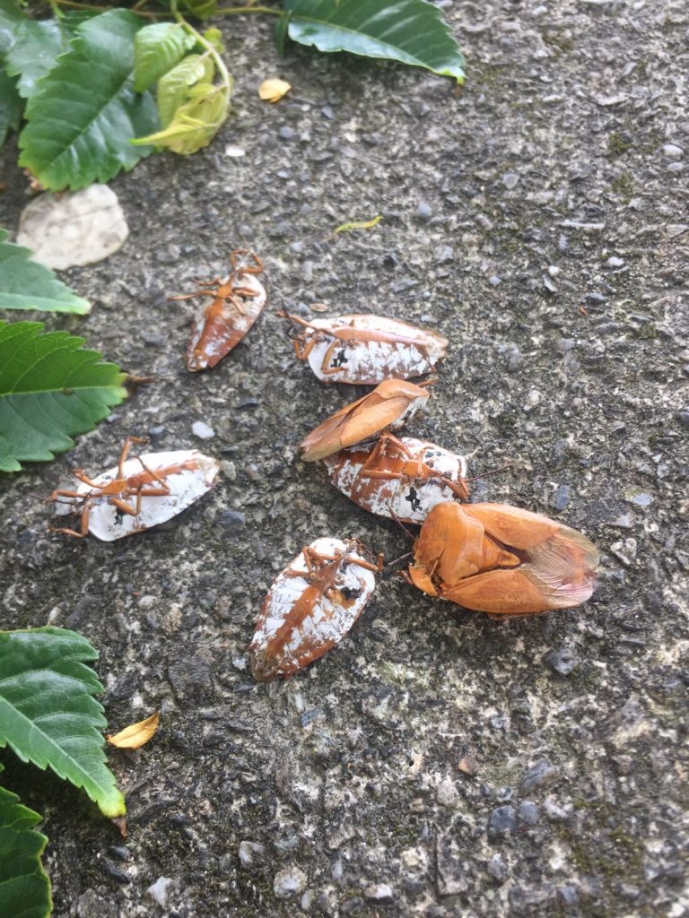 蟲蟲大戰！︱氣候回溫適逢荔枝椿象產卵季加強防治