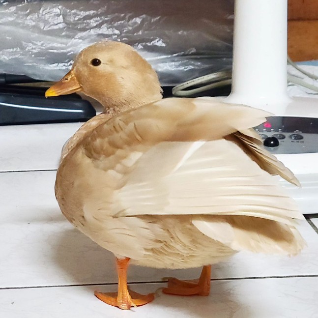Messageimage 1703553669782