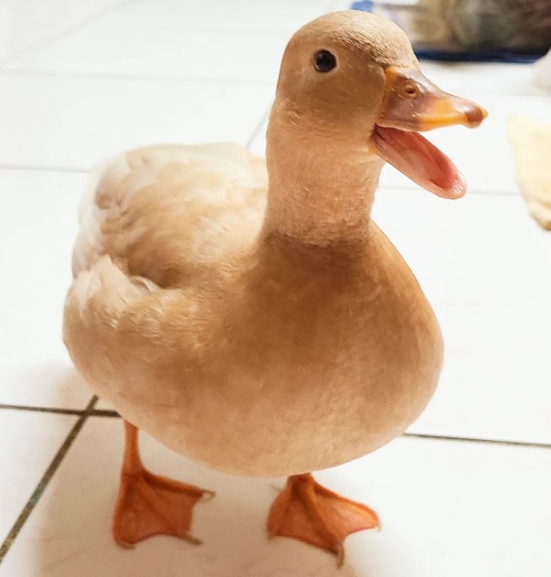 Messageimage 1703554355437