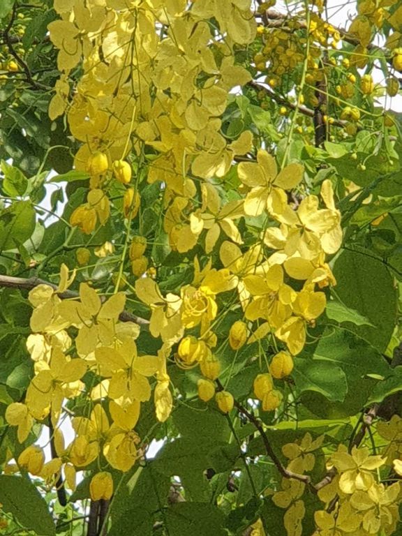 一串串的金黃色花朵點綴夏日的天空