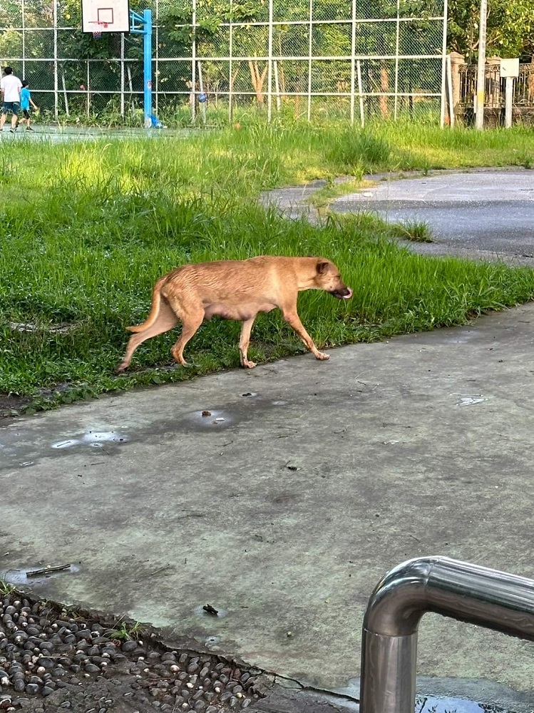 乳頭脹大的瘦弱黃犬撿垃圾吃