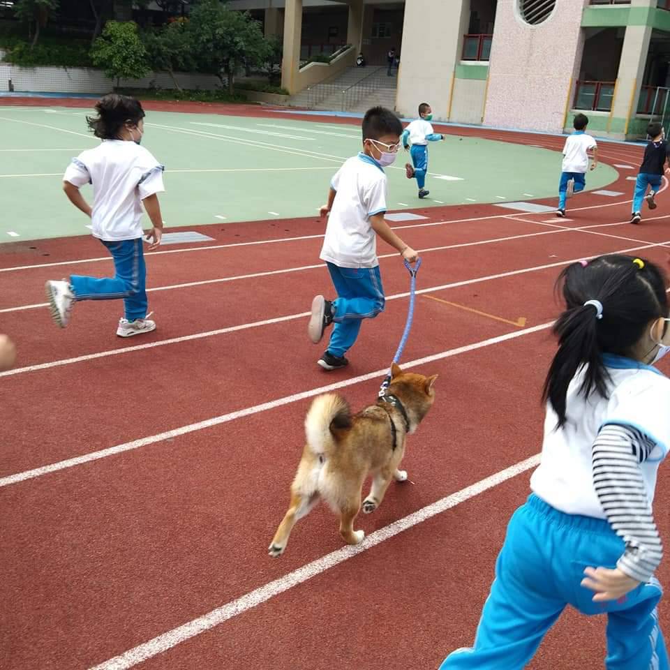 五股國小校園犬與孩童一起上體育課