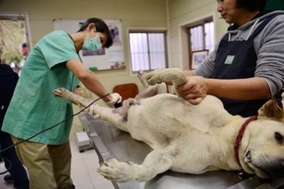 動物醫院方面，建議於寵物麻醉、手術及住院前應先讓飼主填寫同意書