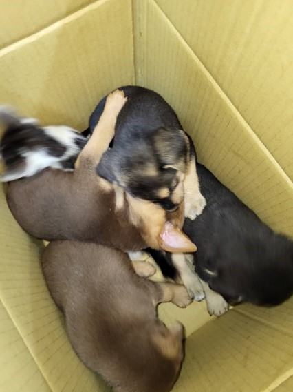 圖1、4兄弟去年11月被送交八里動物之家