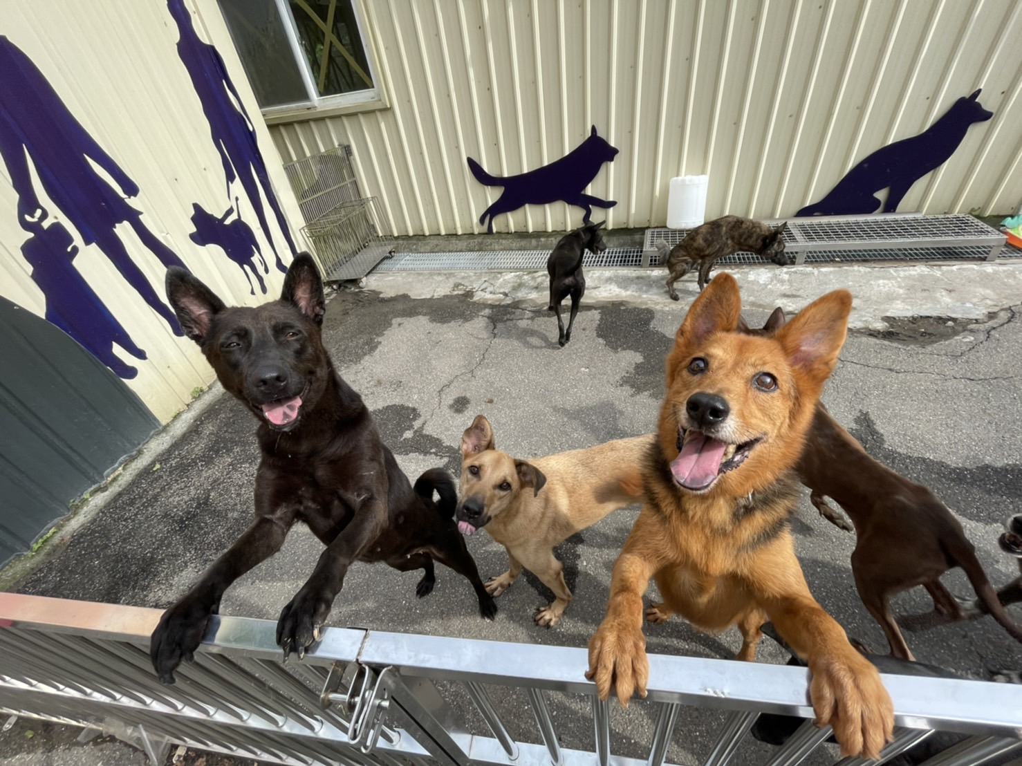 圖1、八里動物之家活潑的毛寶貝們