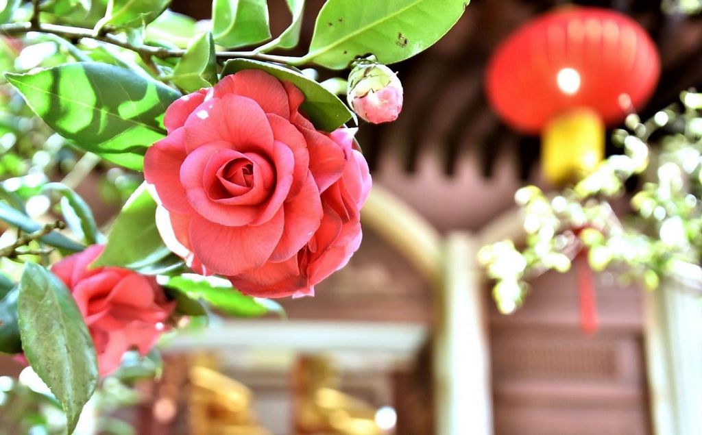 圖3.1，山茶花