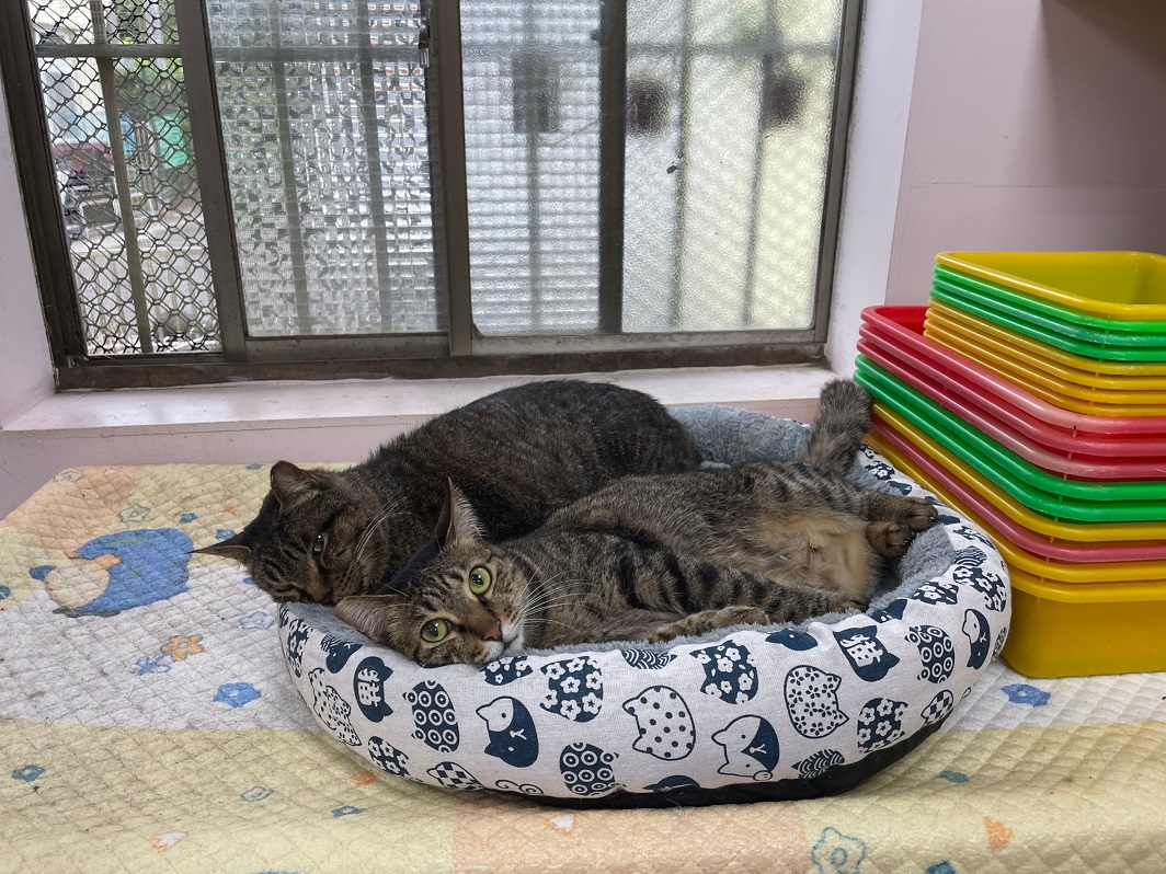 圖3、成年動物性情通常更為穩定