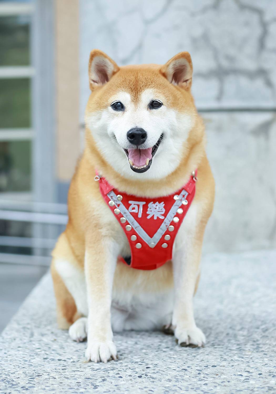 安溪國中可樂校犬，雖不病魔離世，回憶猶在