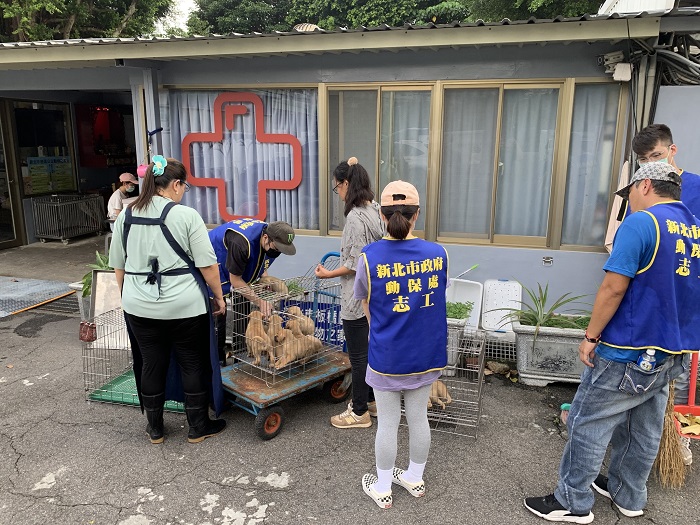 小黃犬們送交板橋動物之家