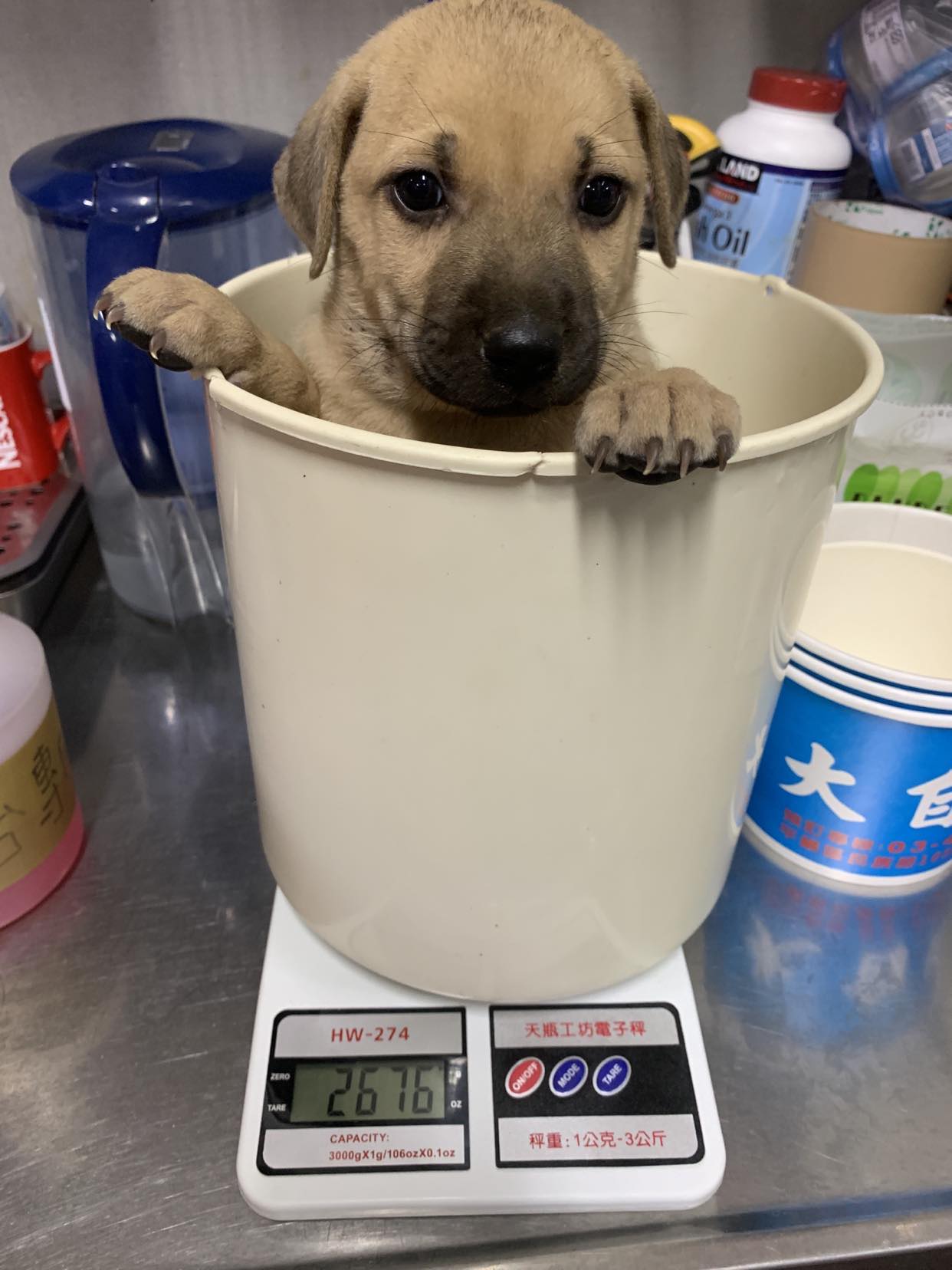 小黃犬每隻都頭好壯壯