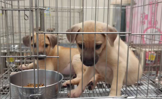 小黃犬長大了一點乖巧親人