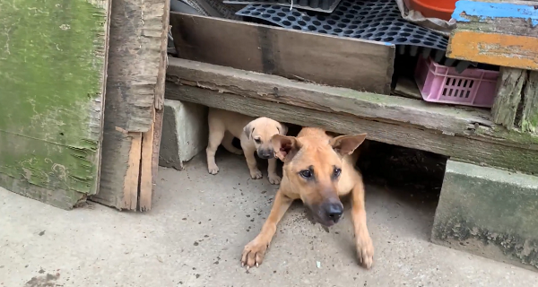 廢棄倉庫為黃犬媽媽及幼犬藏身處