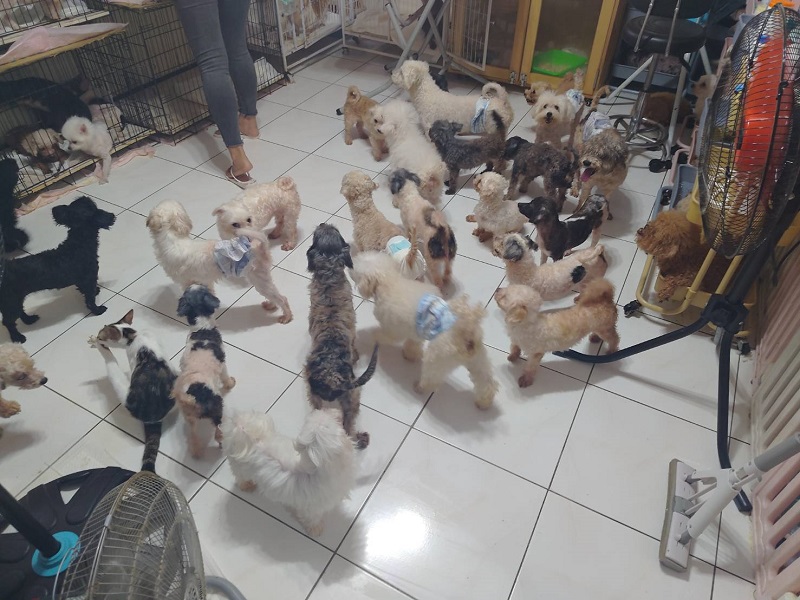 房內空間不大卻飼養大量犬、貓