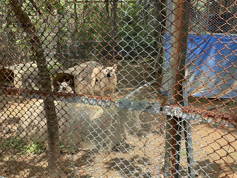 收容所浪犬好奇地看著來訪人員