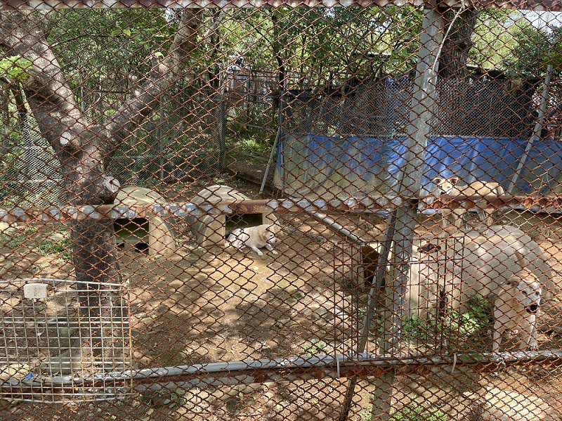 收容所為浪犬提供良好的活動空間