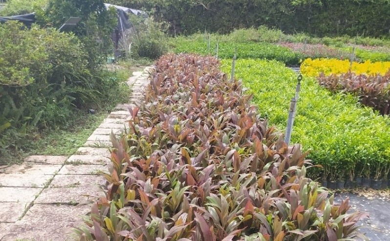 新北市府有2座苗圃 「石碇小格頭苗圃」及「三峽大埔苗圃」，每年培育25萬株，30餘種灌木提供環境綠美化使用