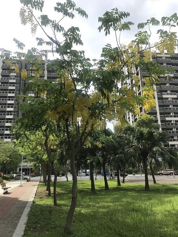 板橋崑崙公園一串串金黃色的阿勃勒