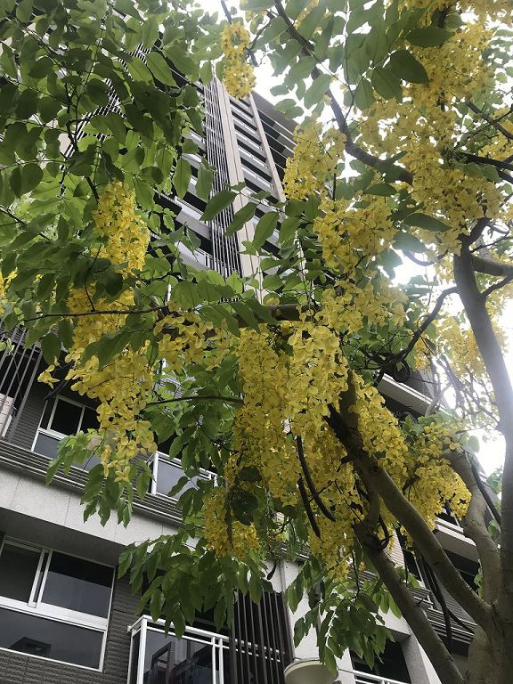 板橋崑崙公園盛開的阿勃勒