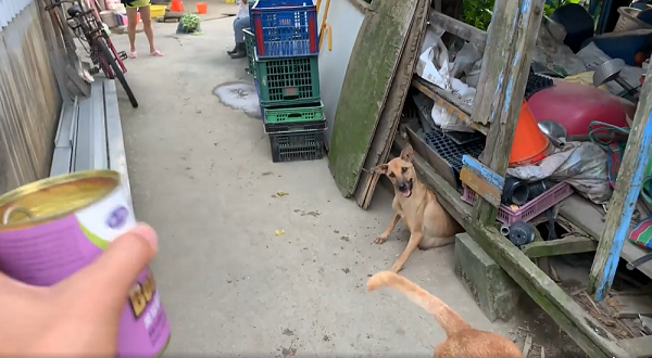 每日給罐頭取得黃犬媽媽信任