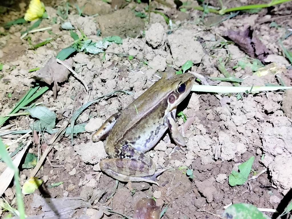 涵洞內大型蛙鳴和犬吠聲極為相似