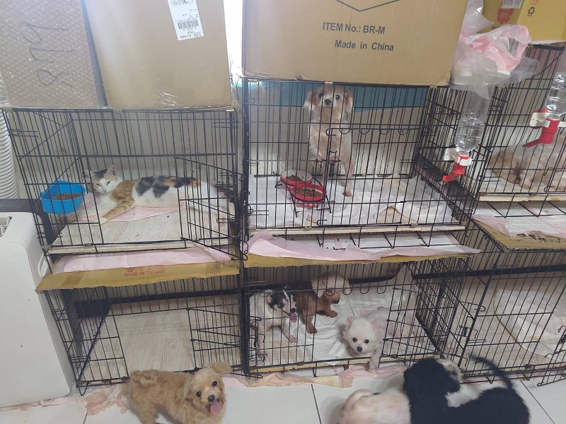 犬、貓飼養活動空間狹窄
