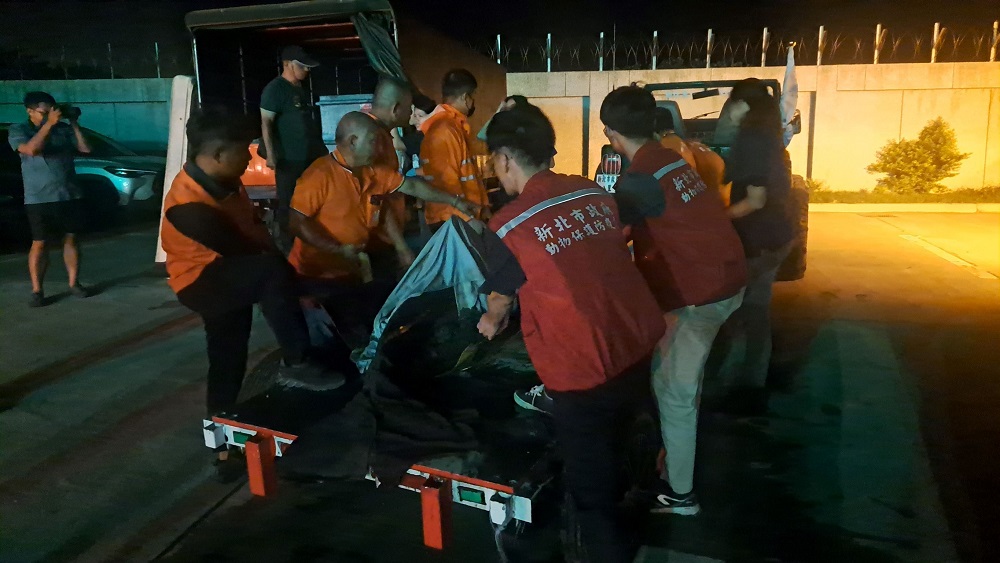 糙齒海豚以沙灘車運至卡車旁，救援夥伴合力準備搬上卡車