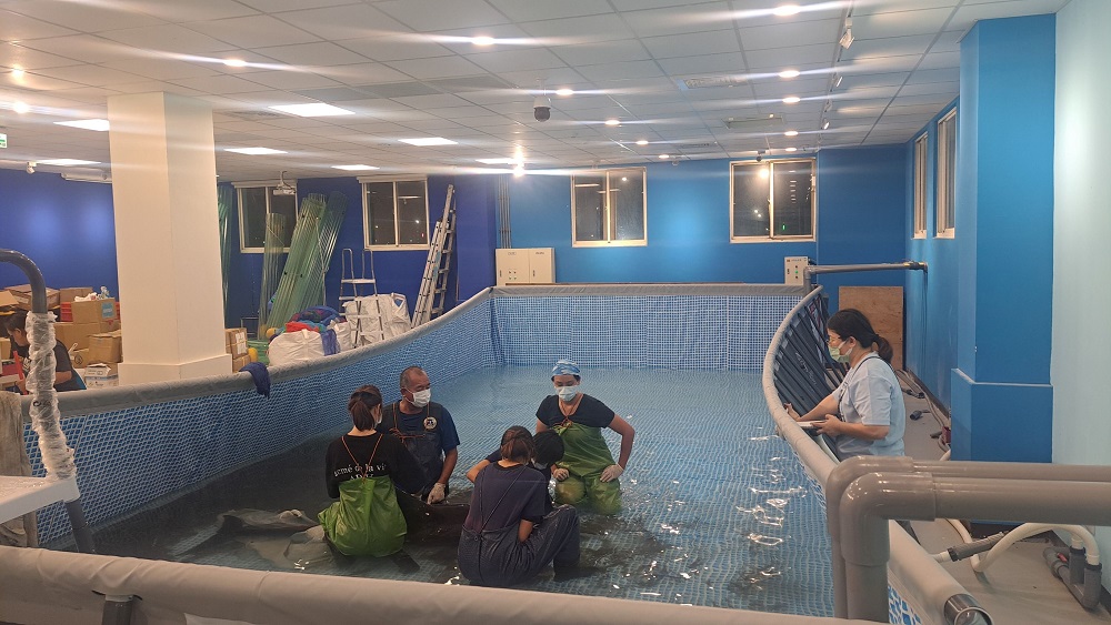 糙齒海豚安置八斗子岸置中心